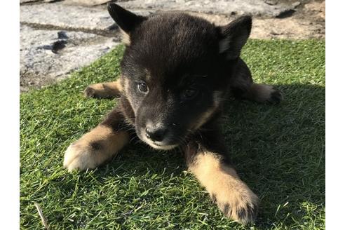 成約済の長崎県の柴犬-36907の1枚目