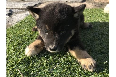 成約済の長崎県の柴犬-36907の2枚目