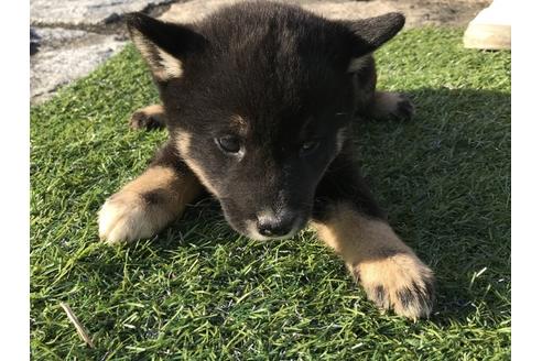 成約済の長崎県の柴犬-36907の3枚目