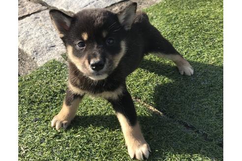 成約済の長崎県の柴犬-36908の3枚目