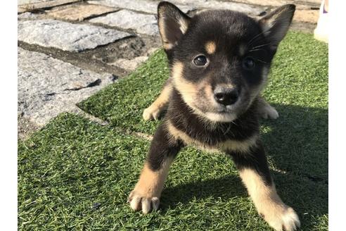 成約済の長崎県の柴犬-36908の4枚目