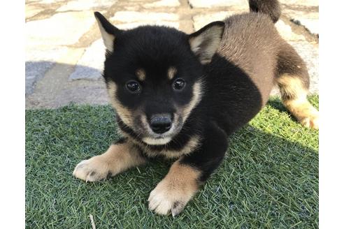成約済の長崎県の柴犬-36908の5枚目