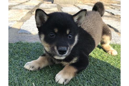 成約済の長崎県の柴犬-36908の2枚目