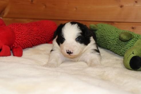 成約済の宮崎県のボーダーコリー-36913の3枚目