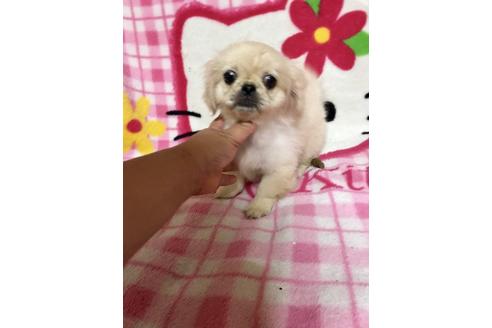 成約済の大分県のペキニーズ-36919の4枚目