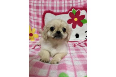 成約済の大分県のペキニーズ-36919の3枚目