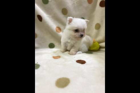 成約済の岐阜県のミックス犬-36952の3枚目