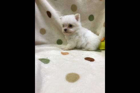 成約済の岐阜県のミックス犬-36952の2枚目