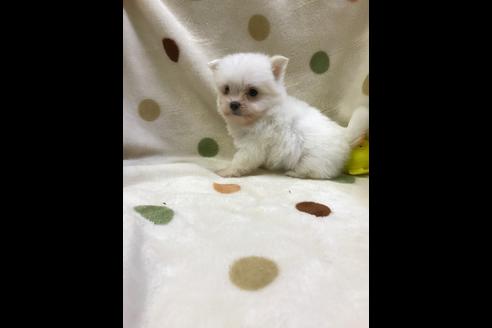 成約済の岐阜県のミックス犬-36952の1枚目