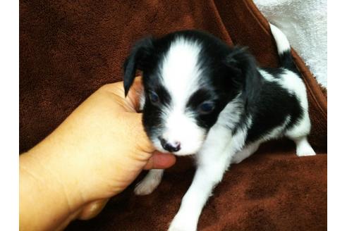 成約済の栃木県のミックス犬-36804の4枚目