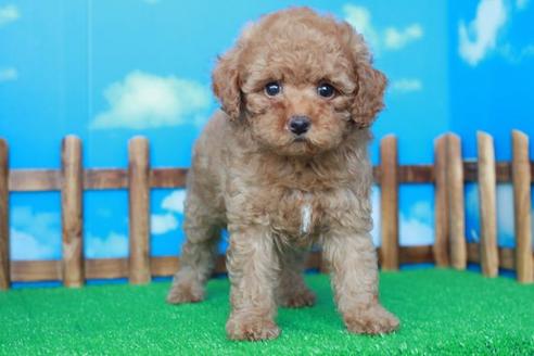 成約済の滋賀県のトイプードル-37011の2枚目