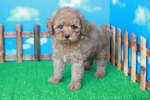 成約済の滋賀県のトイプードル-37011の1枚目