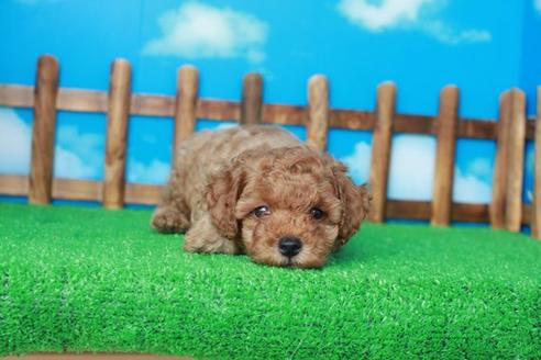 成約済の滋賀県のトイプードル-37012の2枚目