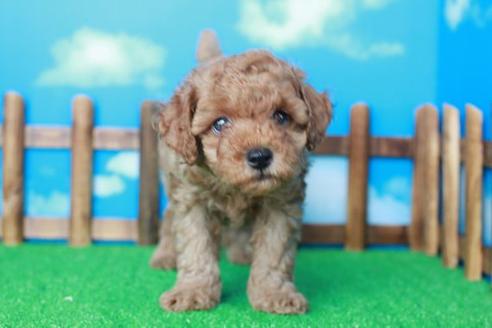 成約済の滋賀県のトイプードル-37012の1枚目