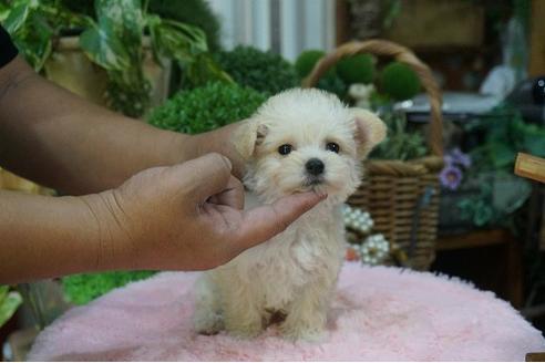 成約済の京都府のミックス犬-37047の2枚目