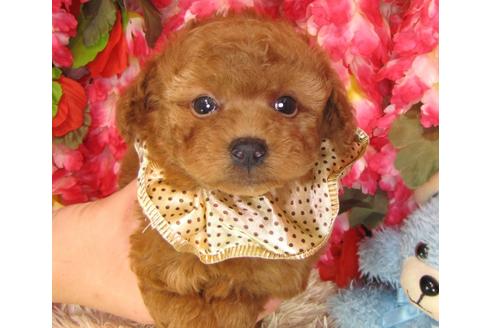 成約済の茨城県のトイプードル-37061の4枚目