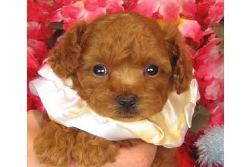 成約済の茨城県のトイプードル-37062の4枚目