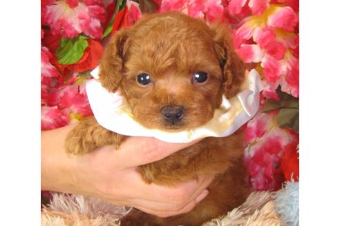 成約済の茨城県のトイプードル-37062の1枚目