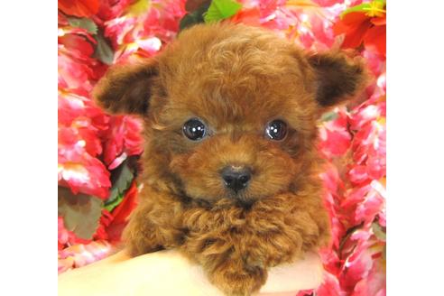 成約済の茨城県のトイプードル-37063の3枚目