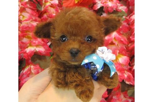 成約済の茨城県のトイプードル-37063の5枚目