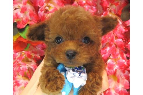 成約済の茨城県のトイプードル-37063の1枚目