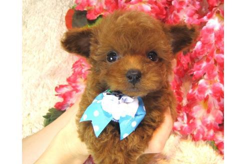 成約済の茨城県のトイプードル-37063の2枚目