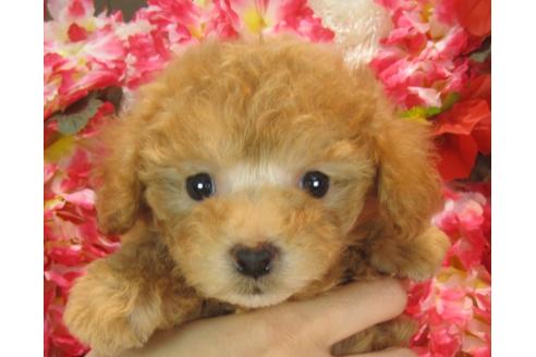 成約済の茨城県のトイプードル-37064の2枚目