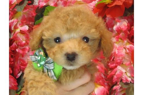 成約済の茨城県のトイプードル-37064の5枚目