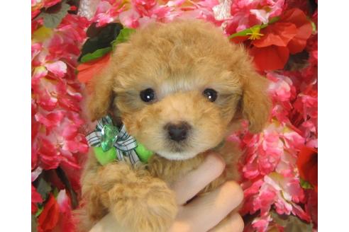 成約済の茨城県のトイプードル-37064の1枚目