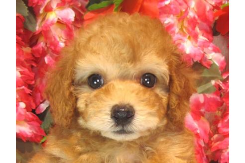 成約済の茨城県のトイプードル-37065の5枚目