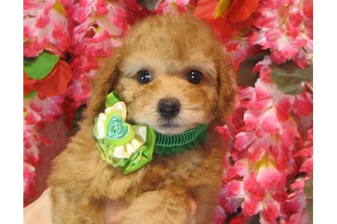 成約済の茨城県のトイプードル-37065の3枚目