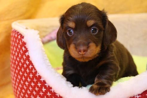 成約済の愛知県のカニンヘンダックスフンド(ロングヘアード)-35405の5枚目