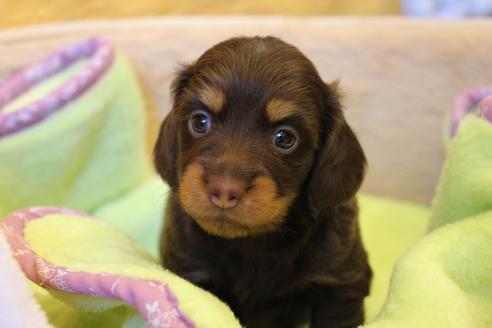 成約済の愛知県のカニンヘンダックスフンド(ロングヘアード)-35405の4枚目