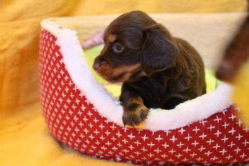 成約済の愛知県のカニンヘンダックスフンド(ロングヘアード)-35405の2枚目