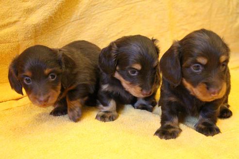 成約済の愛知県のカニンヘンダックスフンド(ロングヘアード)-35405の1枚目