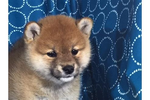 成約済の愛知県の柴犬-35297の2枚目