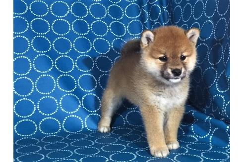 成約済の愛知県の柴犬-35297の3枚目