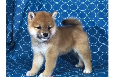 成約済の愛知県の柴犬-35297の1枚目