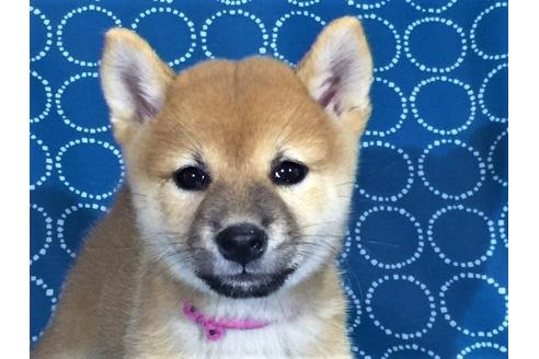 成約済の愛知県の柴犬-35301の1枚目