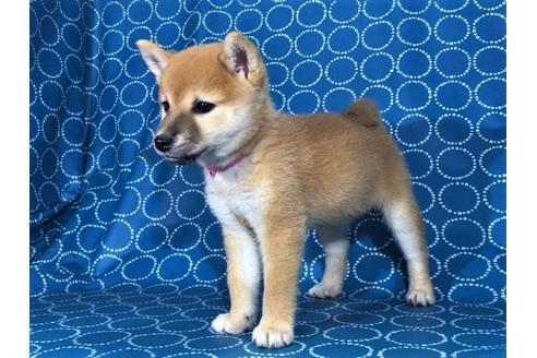 成約済の愛知県の柴犬-35301の2枚目