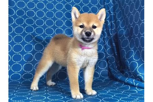 成約済の愛知県の柴犬-35301の3枚目