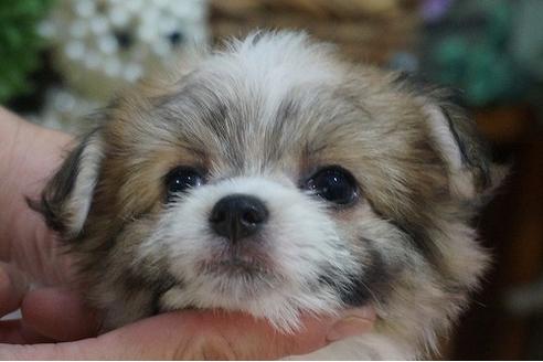 成約済の京都府のミックス犬-37141の3枚目