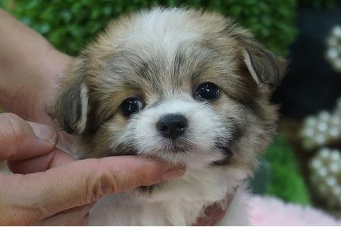 成約済の京都府のミックス犬-37141の2枚目