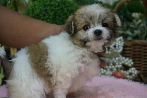 成約済の京都府のミックス犬-37141の1枚目