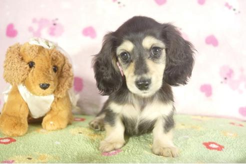 成約済の兵庫県のミニチュアダックスフンド-37146の1枚目