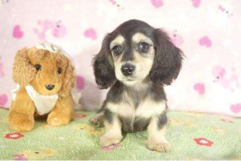 成約済の兵庫県のミニチュアダックスフンド-37146の2枚目