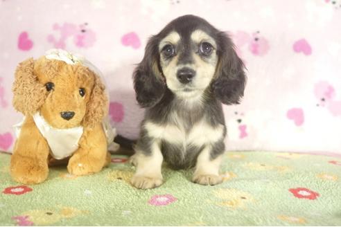 成約済の兵庫県のミニチュアダックスフンド-37146の3枚目