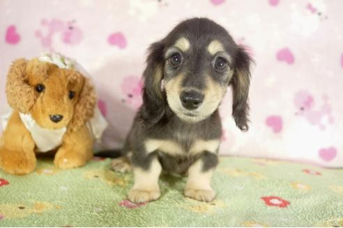 成約済の兵庫県のミニチュアダックスフンド-37147の1枚目