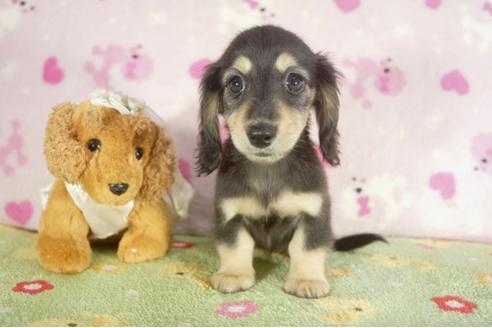 成約済の兵庫県のミニチュアダックスフンド-37147の2枚目