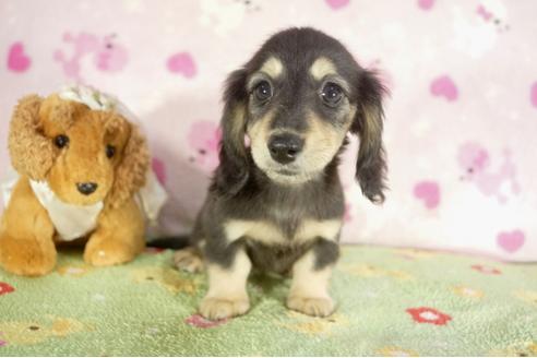 成約済の兵庫県のミニチュアダックスフンド-37147の3枚目